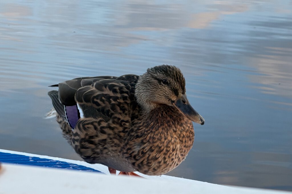 Eine Stockente steht auf einem SUP. Sie hat sich Fett für den Winter angefressen.