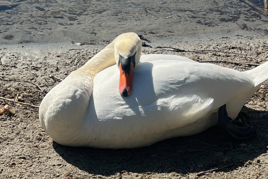 Ein junger Schwan liegt am Ufer des Petzinsees in Schwielowsee.